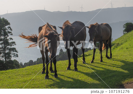 都井岬の野生馬 107191276