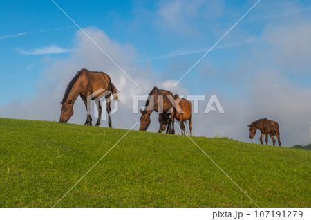 都井岬の野生馬 107191279