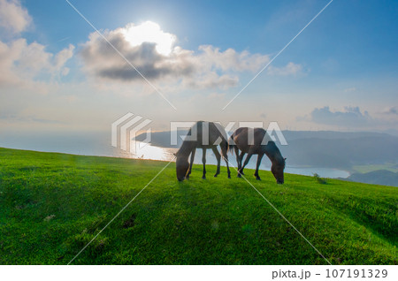 都井岬の野生馬 都井岬の野生馬 107191329