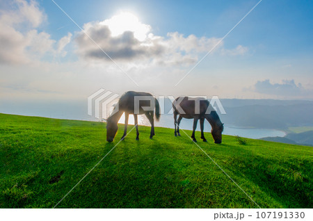 都井岬の野生馬 107191330