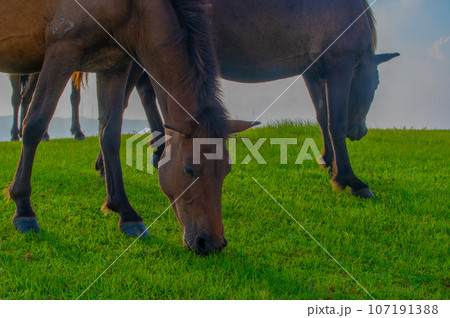 都井岬の野生馬 都井岬の野生馬 107191388