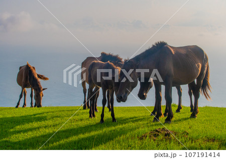 都井岬の野生馬 107191414