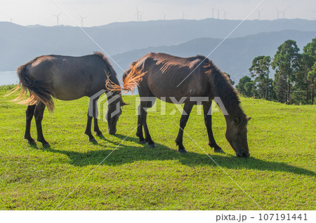 都井岬の野生馬 都井岬の野生馬 107191441