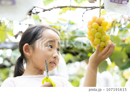 旬のぶどう狩りを楽しむ子供 107191615