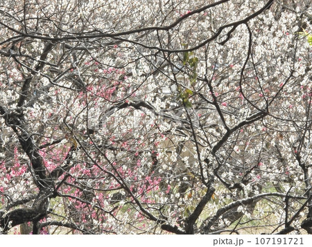 紅梅・白梅 107191721