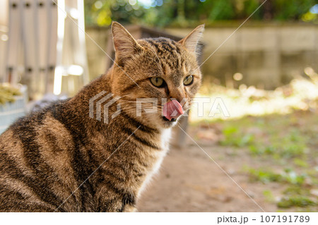 猫の舌ペロリ(茶トラ猫・二毛猫) 猫の舌ペロリ(茶トラ猫・二毛猫) 107191789