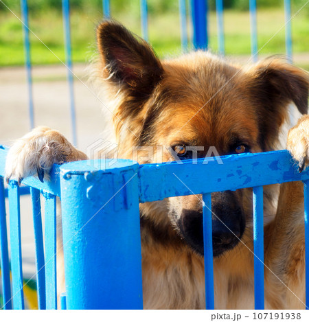 Sad dog looks out of enclosure. Large guard dog sits in cage and looks with sad look. Animal theme Sad dog looks out of enclosure. Large guard dog sits in cage and looks with sad look. Animal theme 107191938