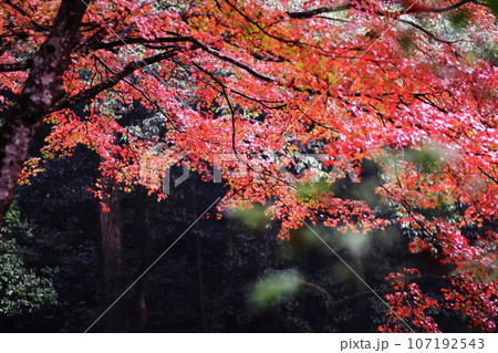 赤い紅葉 赤い紅葉 107192543