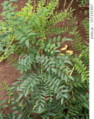 クララ クララ 107192907