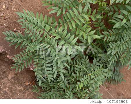 クララ クララ 107192908