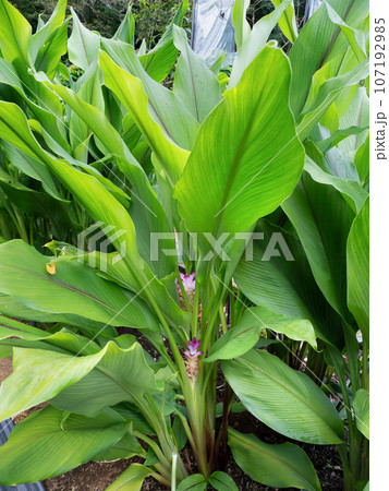 クルクマ・アエルギノサ　ショウガ科 107192985