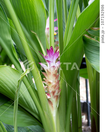 クルクマ・アエルギノサ　ショウガ科 107192986