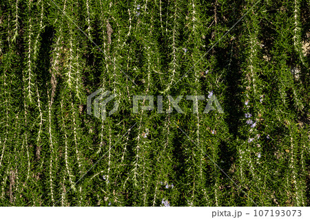 Hanging rosemary hangs on a stone wall Hanging rosemary hangs on a stone wall 107193073
