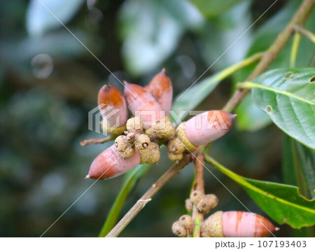 季節を感じるかわいいどんぐりの実　初秋の公園 107193403
