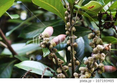 季節を感じるかわいいどんぐりの実　初秋の公園 107193405