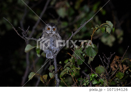 オオコノハズク⑥（北海道） 107194126