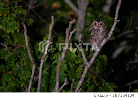 オオコノハズク⑪（北海道） 107194134