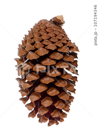 Pine cone 107194346