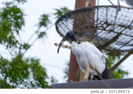 のんびりくつろぐアフリカクロトキ のんびりくつろぐアフリカクロトキ 107194673