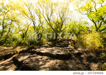 Via crucis trail on ancient forest of Bussaco 107194808