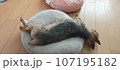 昼寝 107195182