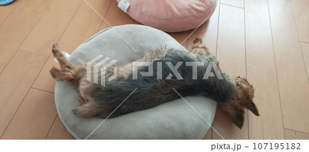 昼寝 107195182