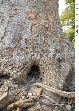 木の幹に作られた動物の巣穴の写真素材 [107195194] - PIXTA