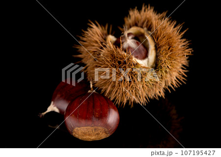 Chestnuts on a black reflective background 107195427