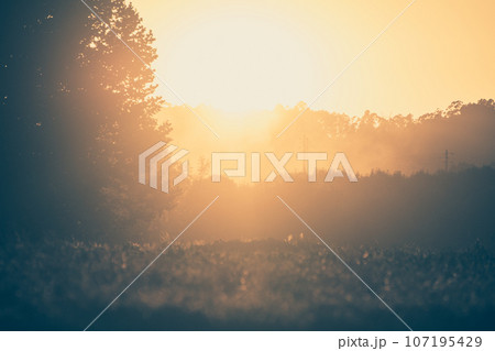 Trees in sunset with fog 107195429