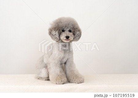 トイプードル トイプードル 107195519