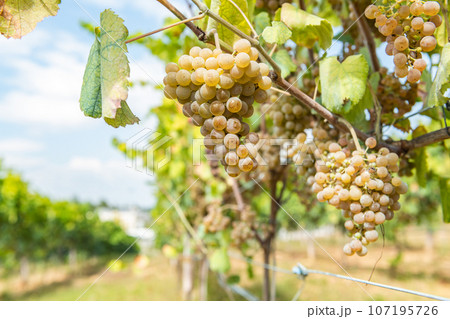 Vineyards on the field Vineyards on the field 107195726