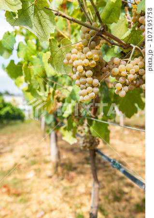 Vineyards on the field 107195758
