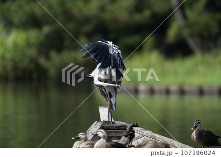 三渓園のアオサギ 107196024