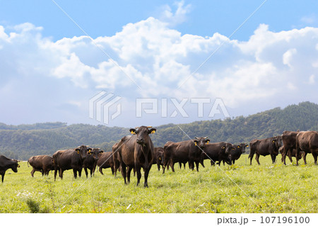 高原の牧場の牛の群れ 107196100