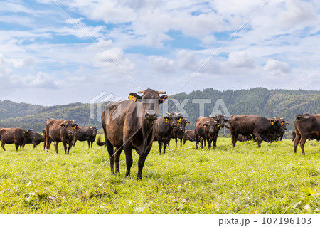 高原の牧場の牛の群れ 107196103