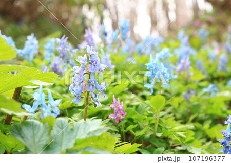 小樽の森に咲くエゾエンゴサク 107196377