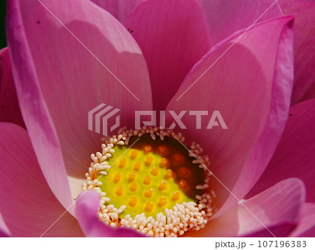 ピンク色の蓮の花クローズアップ ピンク色の蓮の花クローズアップ 107196383