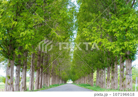 河北潟の一本道に立ち並ぶ緑が美しい河北潟メタセコイア並木｜石川県河北郡津幡町 107196618
