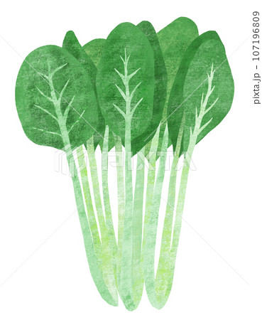 シンプルな小松菜の手描きイラスト 107196809