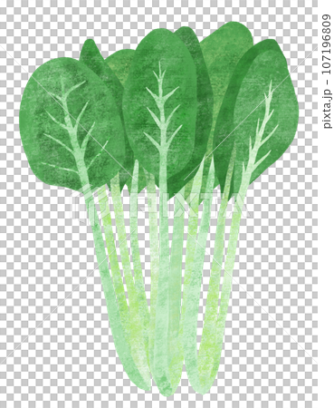 シンプルな小松菜の手描きイラスト 107196809