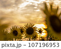 金色に輝く夏の空とヒマワリ 107196953