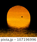 夕日に浮かぶ水鳥 107196996