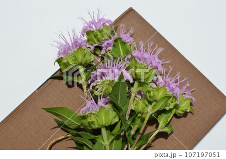 ピンク色のモナルダの花と古書 ピンク色のモナルダの花と古書 107197051