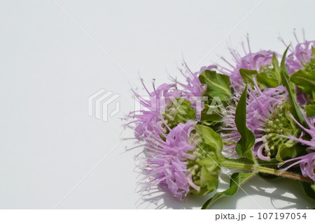 ピンク色のモナルダの花　 107197054