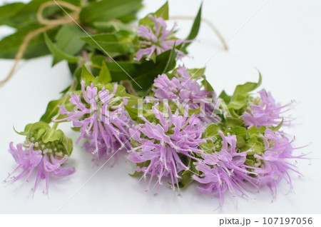 白バックにピンク色のモナルダの花束 白バックにピンク色のモナルダの花束 107197056