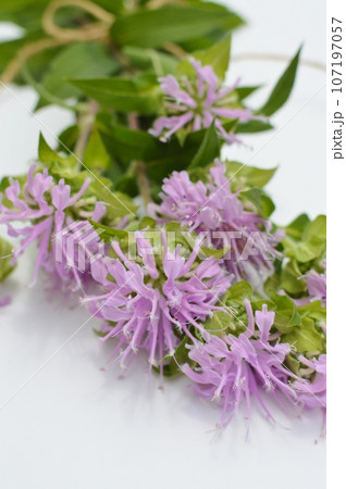 白バックにピンク色のモナルダの花束 白バックにピンク色のモナルダの花束 107197057