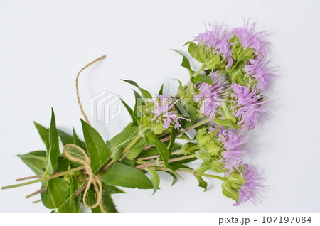 ピンク色のモナルダの花束 107197084