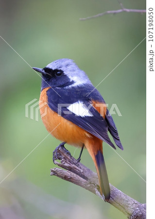 腰掛け 住む 分枝 107198050