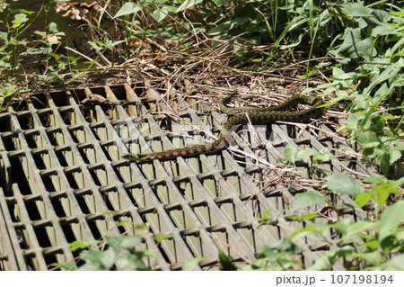 池の端にあるグレーチングの上に出てきた赤と黒色模様のヤマカガシ 107198194