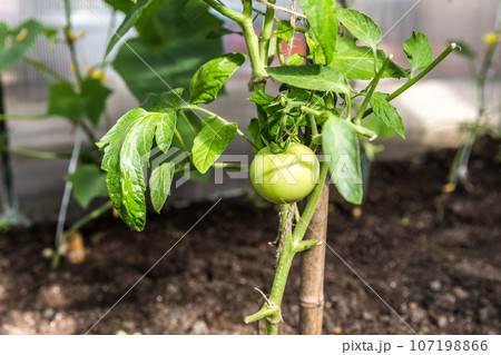Green tomatoes Green tomatoes 107198866